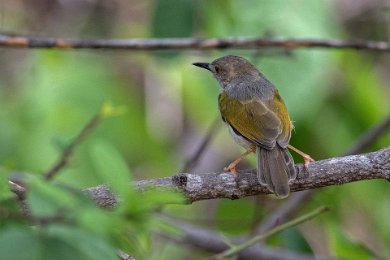 Gråryggad camaroptera i Ruaha np