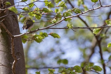 Grönsångare (Wood warbler) i ravinen Forsakar