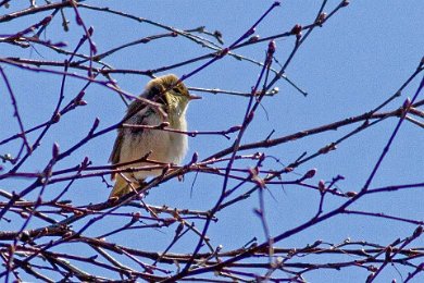 Gransångare (Common Chiffchaff) vid Fjällmossen