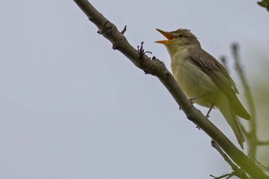 Härmsångare på Stora Karlsö 1405301