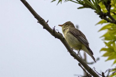 Härmsångare på Stora Karlsö 14053078