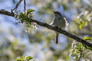 Lundsångare på Stora Karlsö 140529434 140529436