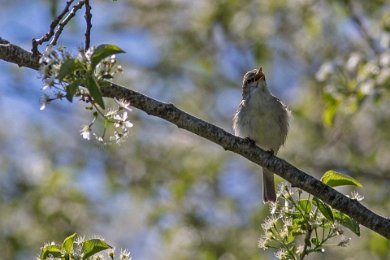 Lundsångare på Stora Karlsö 140529434 140529442