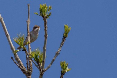 Törnsångare på Stora Karlsö 140531259