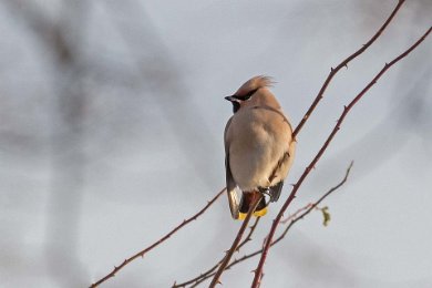 Sidensvans vid Kapellets P-plats 1601031