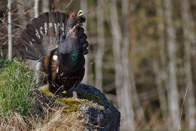 Tjäder i Ärla, Strängäs