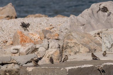 Gråsparvar på pir i Dubrovnik 14091529