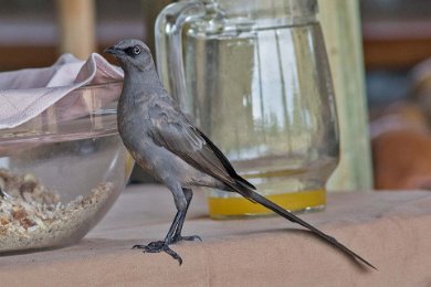 Askstare, Ruaha np i Tanzania