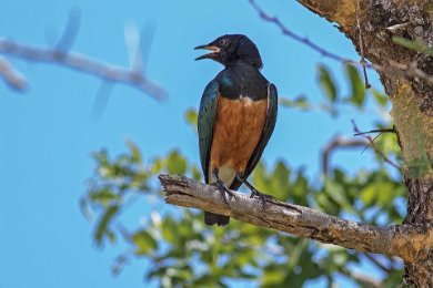 Hildebrandts glansstare i Mikumi, Tanzania