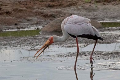 Afrikansk ibisstork i Ruahafloden, Tanzania