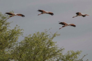 Afrikansk ibisstork-flock över Ruaha river