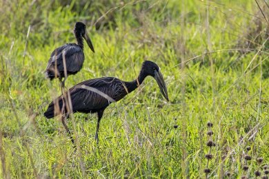 Gapnässtork i Mikumi np, Tanzania