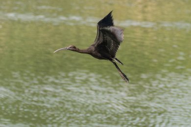 Golfdammen i Lago 15092632-2