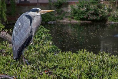 Gråhäger i Berlin Zoo 140413214