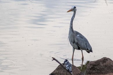 Gråhäger i Ruhahafloden, Tanzania