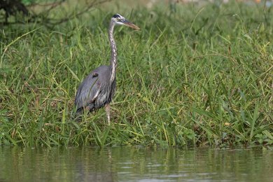 Great blue heron i Cano Negro 170126419