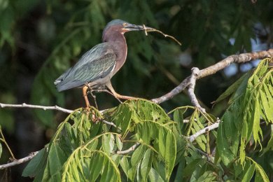 Green heron samlar grenar 170126287