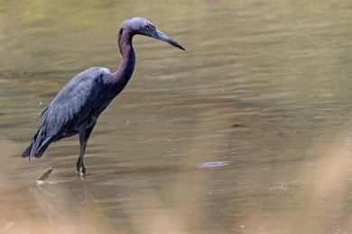 Little Blue Heron i Colorado 170129109