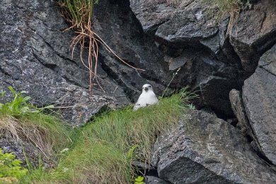 Stormfåge (Nothern fulmar) i rede, Runde, Norge