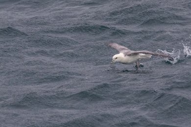 Stormfågel utanför Heimaey 160531-2