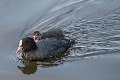 Sothöna (Eurarasian coot)