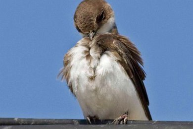 Backsvala (Common sand martin)