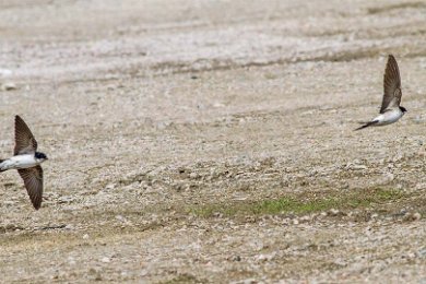 Hussvalor (Common house martin) vid Övedskloster