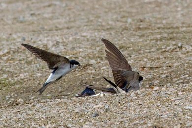 Hussvalor (Common house martin)