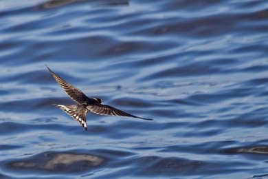 Ladusvala (Barn swallow)