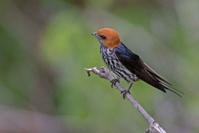 Mindre strimsvala i Ruaha np