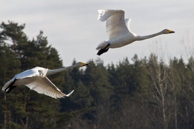 Sångsvanar vid Länna, Strängnäs