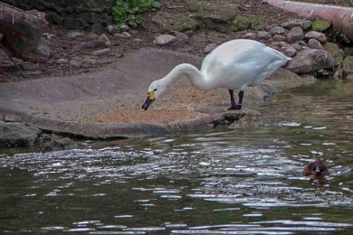 Tundrasvan (Cygnus columbianus) i Berlin Zoo 140413208