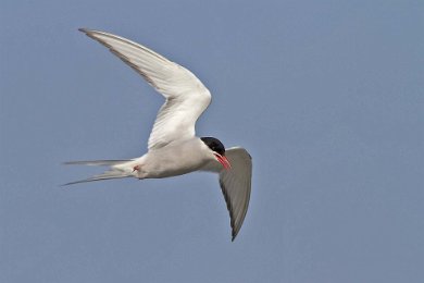 Silvertärna (Artic tern) i Örens naturreservat