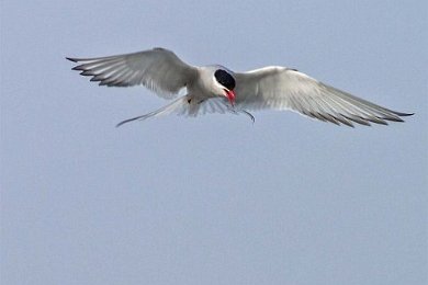 Silvertärna (Artic tern) ryttlar