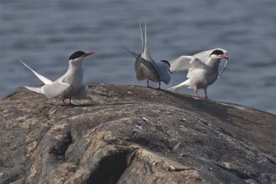 Silvertärna (Artic tern) uppvaktas