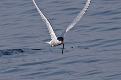 Silvertärna (Artic tern)