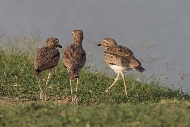 Tjockknäfot i Mikumi np, Tanzania