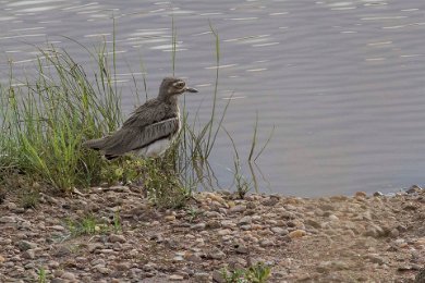 Vattentjockfot vid Ruaha river