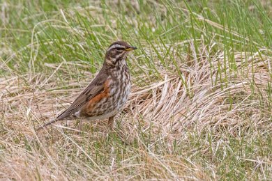 Rödvingetrast i nationalparken Thingvellir 160530-2