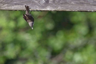 Stenskvätta hänger under räcket på gångbro 14061516