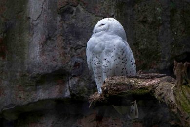 Fjälluggla (Bubo scandiacus) i Berlin Zoo 140413112