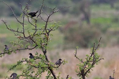 Blodnäbbsvävare & lillabröstad blåkråka i Ruaha np, Tanzania