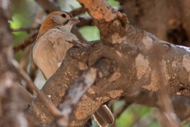 Fjällhuvad skäggfink i Ruaha np, Tanzania