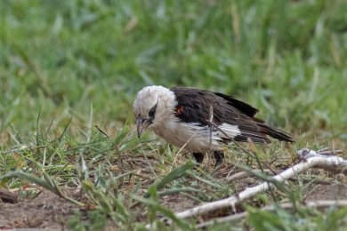 Vithuvad buffelvävare i Ruaha np, Tanzania