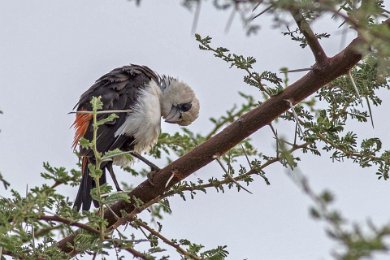 Vithuvad buffelvävare i Ruaha np