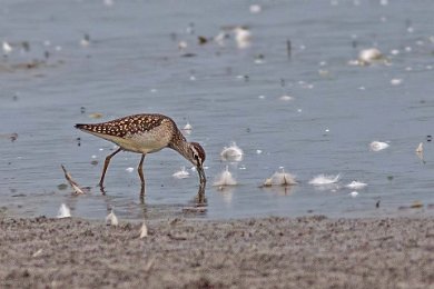 Grönbena (Wood sandpiper) Edeby viltvatten