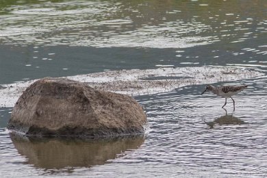 Grönbena i Ruaha-floden, Tanzania