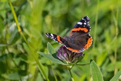 Amiral Amiral (Vanessa atalanta). De år som amiralen lyckats med fortplantningen i Sverige är den vanlig under sensommaren i rabatter i parker och trädgårdar. Den...