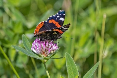 Amiral Amiral (Vanessa atalanta) vid Fjärilsstigen i Hågadalen-Nåsten nr.