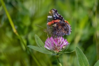 Amiral Amiral (Vanessa atalanta) vid Fjärilsstigen i Hågadalen-Nåsten nr.